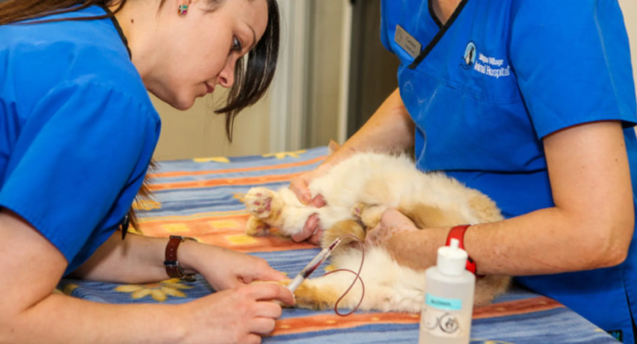 Two Veterinarians Drawing Blood from a Cat at Islington Village Animal Hospital